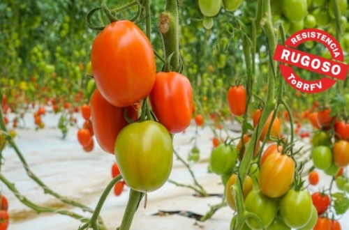 Basf anuncia nuevas variedades de semillas de tomate resistentes al virus del rugoso