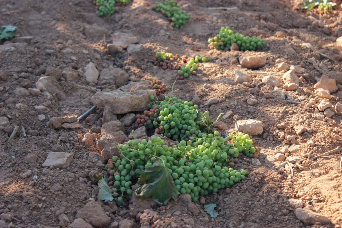 Casi todas las CC.AA. aplicarán la cosecha en verde de uva de vinificación en 2023