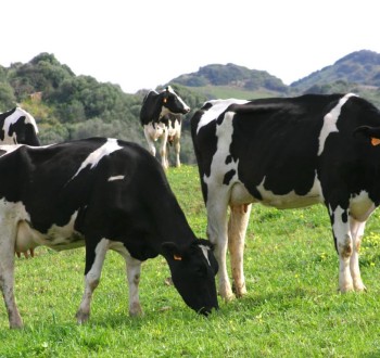Recorte del 2,2% de las entregas de leche cruda de vaca a compradores en 2022