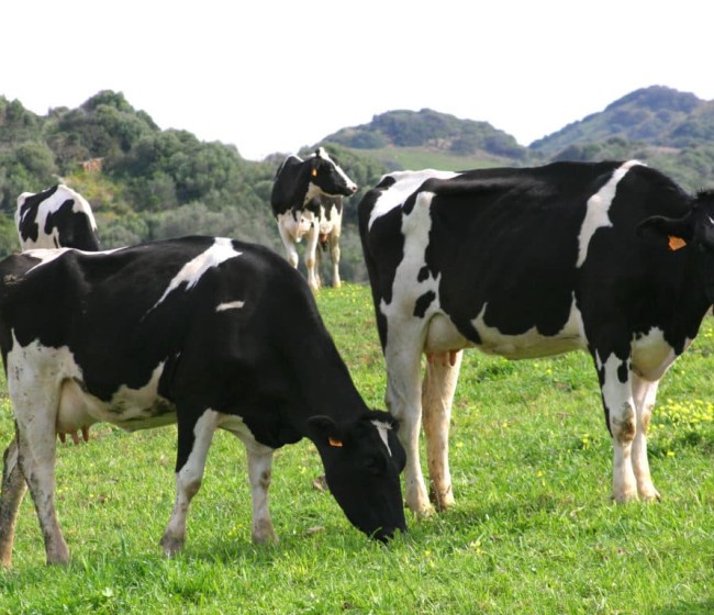 Recorte del 2,2% de las entregas de leche cruda de vaca a compradores en 2022