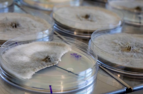 ValGenetics ofrece bioensayos para determinar qué fungicidas son más eficaces