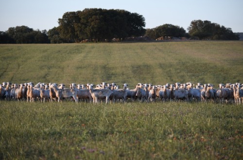 Inmovilizado el ganado ovino y caprino en Castilla-La Mancha para controlar la viruela ovina
