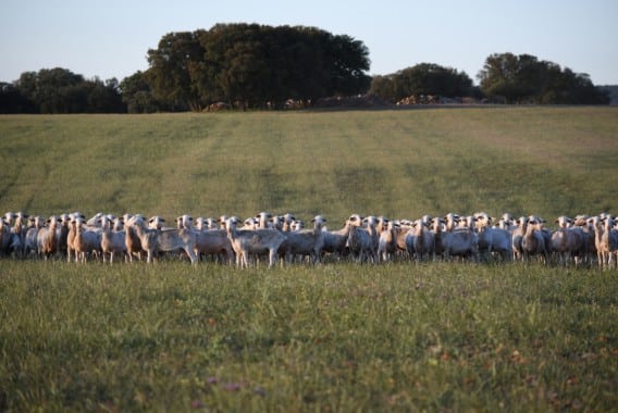 Inmovilizado el ganado ovino y caprino en Castilla-La Mancha para controlar la viruela ovina