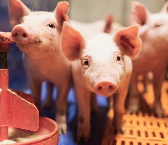 PPA: COAG pide a las grandes integradoras de porcino que extremen sus controles