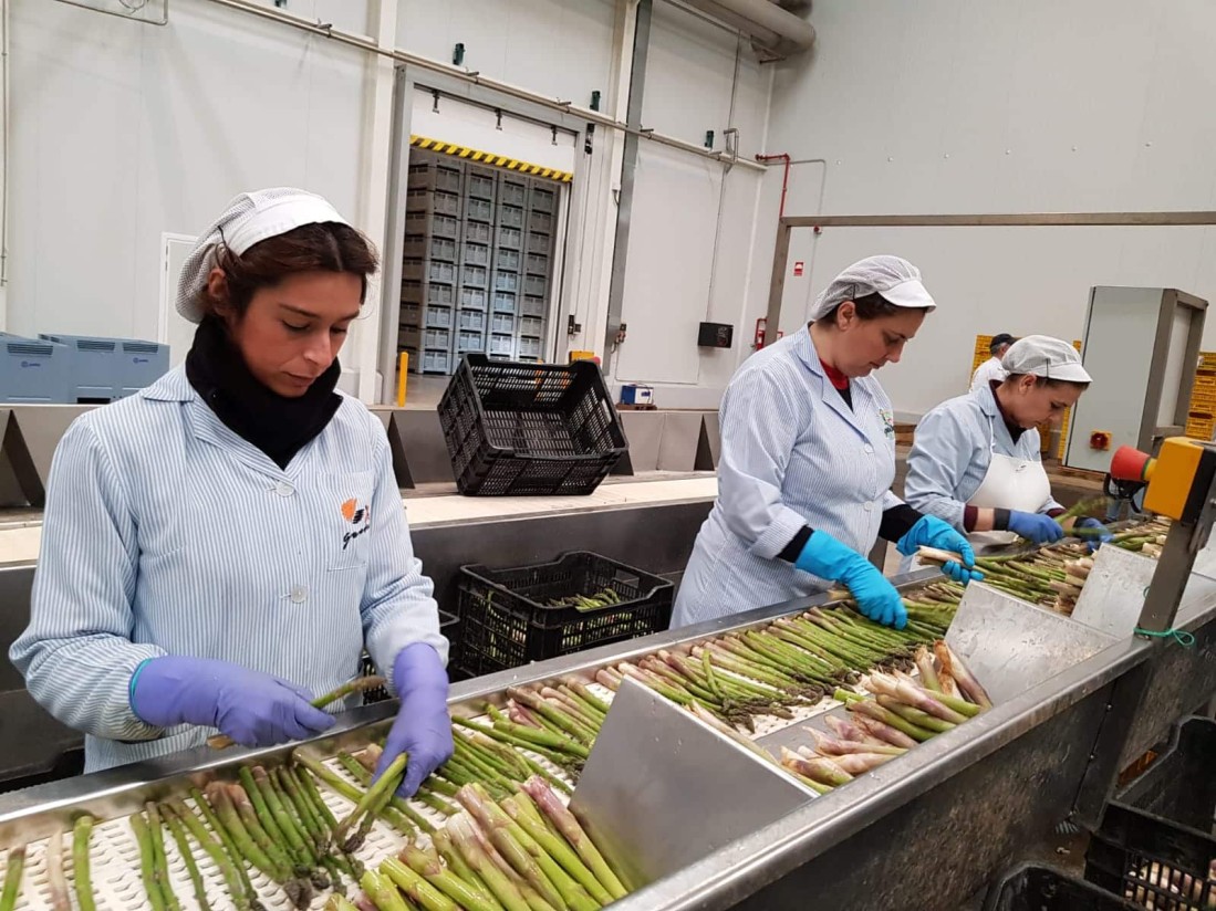 El MAPA pide a Bruselas fondos por 347 M€ para financiar la actividad de las OP de frutas y hortalizas en 2023