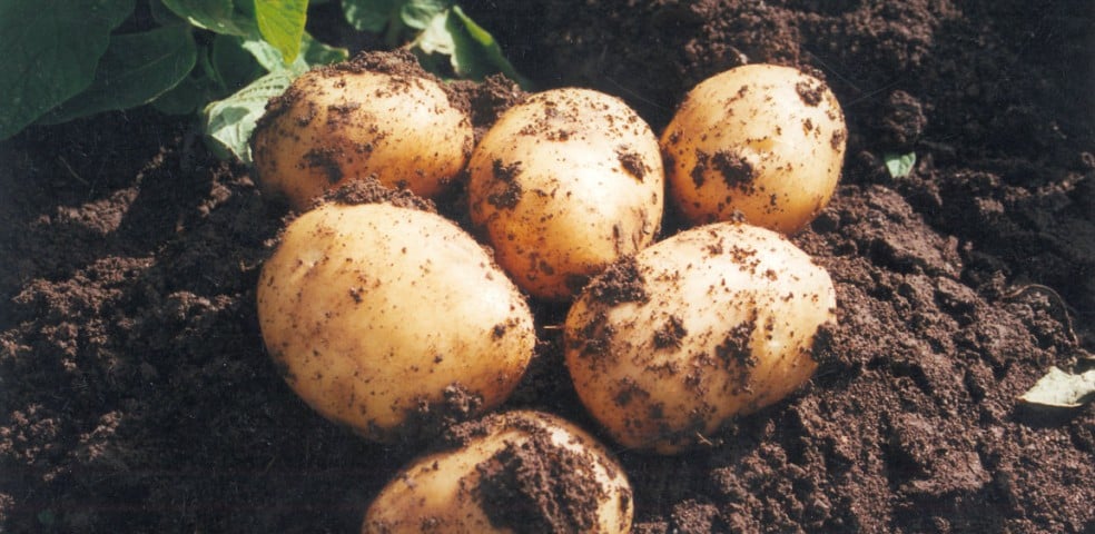 patatas