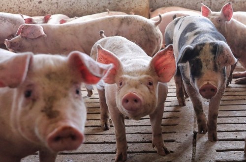 Unión de Uniones destaca la bajada el precio de venta del porcino en 2024, pero baja también el coste de producción