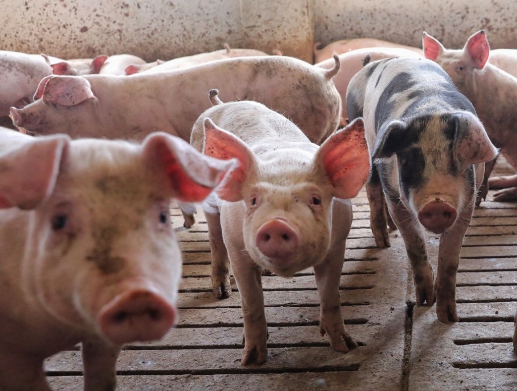 Unión de Uniones destaca la bajada el precio de venta del porcino en 2024, pero baja también el coste de producción