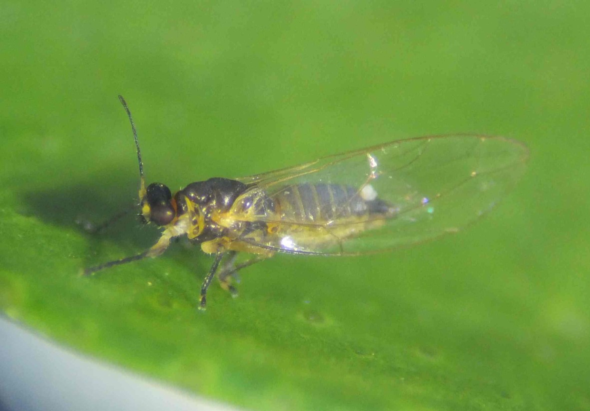 Aprobados los programas nacionales de control y erradicación del psílido y la bacteria HLB en cítricos