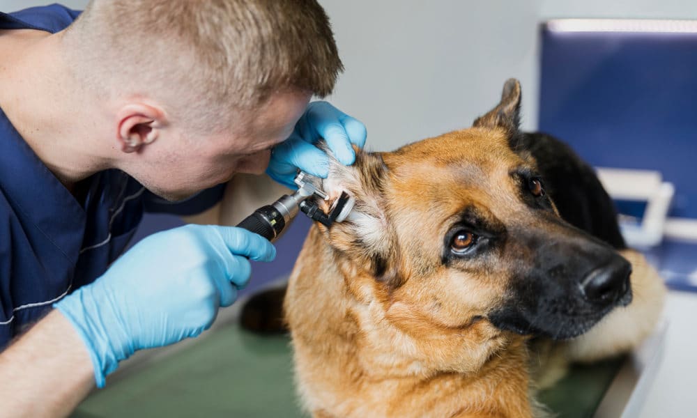 Los veterinarios creen que la Ley de Bienestar Animal va a generar más problemas que los que pretende solucionar