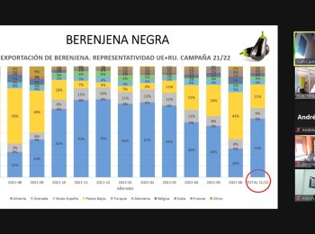 Situación de alerta en la producción de berenjena, según la interprofesional Hortyfruta