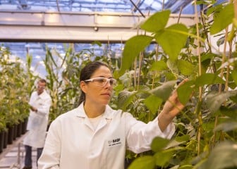 Una cebolla que no hace llorar, entre las novedades de producto de Basf