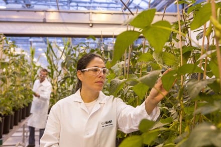 Una cebolla que no hace llorar, entre las novedades de producto de Basf