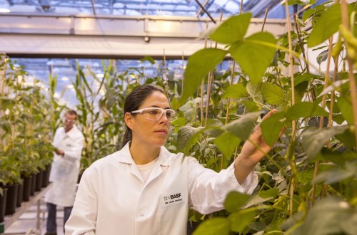 Una cebolla que no hace llorar, entre las novedades de producto de Basf
