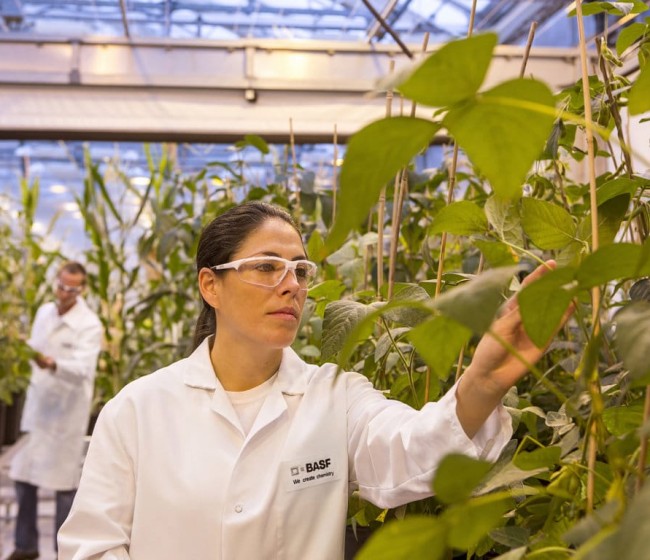 Una cebolla que no hace llorar, entre las novedades de producto de Basf