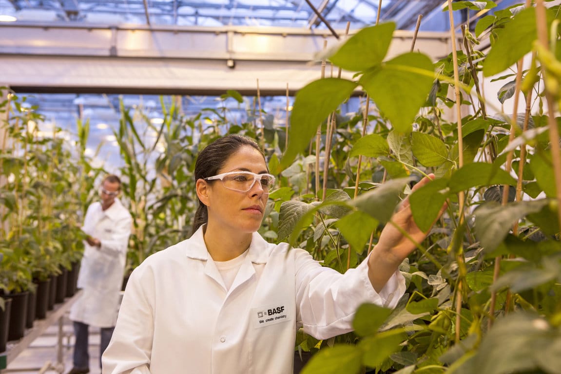 Una cebolla que no hace llorar, entre las novedades de producto de Basf