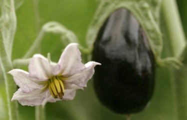 Hortyfruta activa la Extensión de Norma para la berenjena andaluza