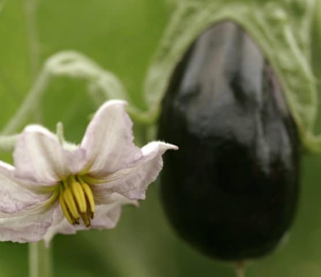 Hortyfruta activa la Extensión de Norma para la berenjena andaluza