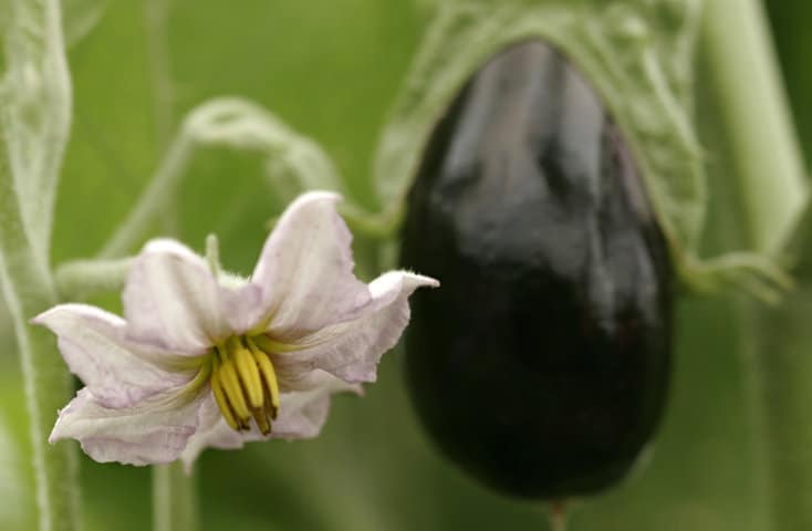 Hortyfruta activa la Extensión de Norma para la berenjena andaluza