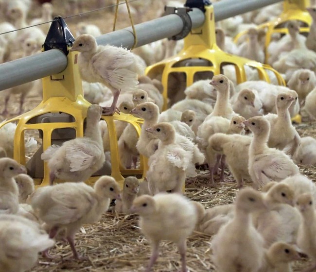 Economía circular en el sector avícola. El reto del autoabastecimiento energético mediante la valorización de residuos