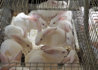 Dietas alternativas para la reducción de antibióticos en cunicultura. La importancia del uso responsable y prudente de medicamentos