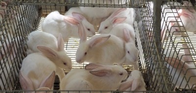 Dietas alternativas para la reducción de antibióticos en cunicultura. La importancia del uso responsable y prudente de medicamentos