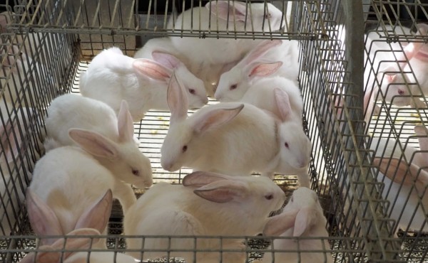 Dietas alternativas para la reducción de antibióticos en cunicultura. La importancia del uso responsable y prudente de medicamentos