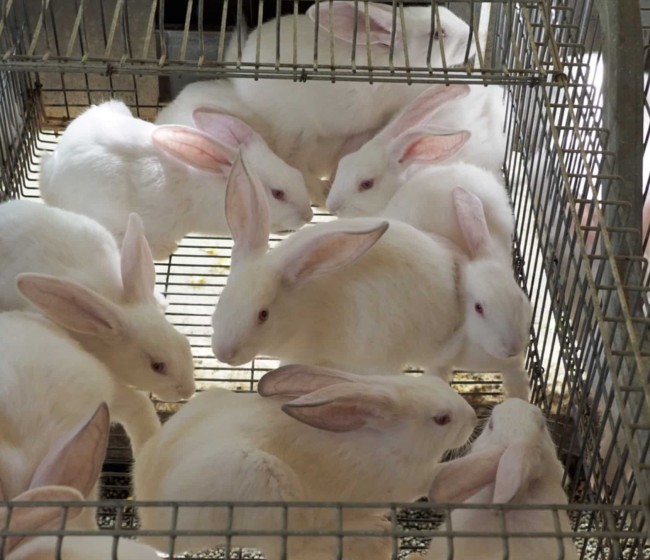 Dietas alternativas para la reducción de antibióticos en cunicultura. La importancia del uso responsable y prudente de medicamentos