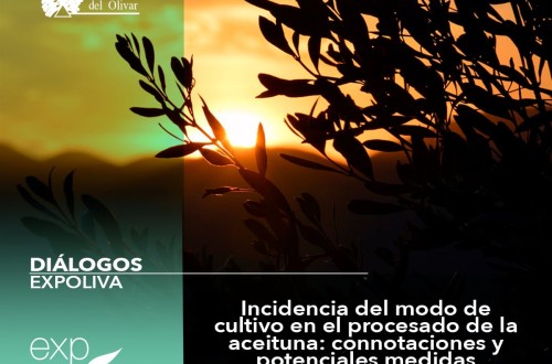 Incidencia del modo de cultivo en el procesado de la aceituna, connotaciones y potenciales medidas