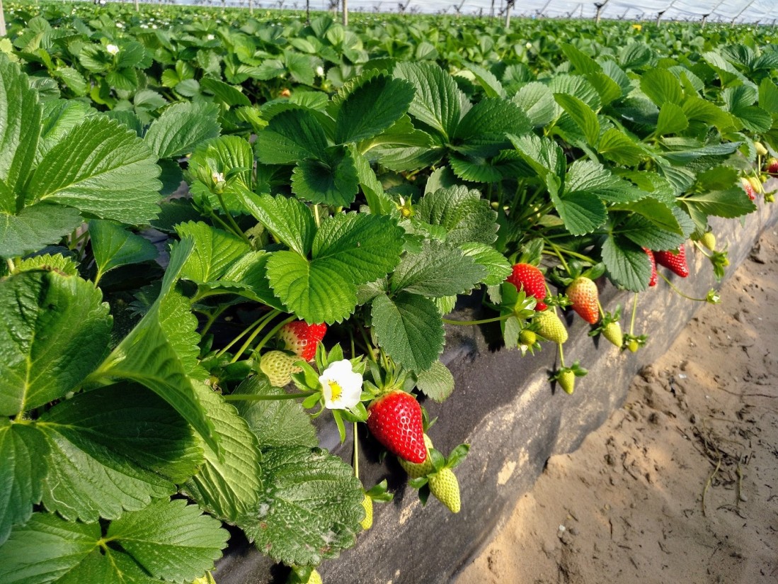 Climatología adversa y falta de agua provocan una caída del 30% en la producción de fresa y arándano