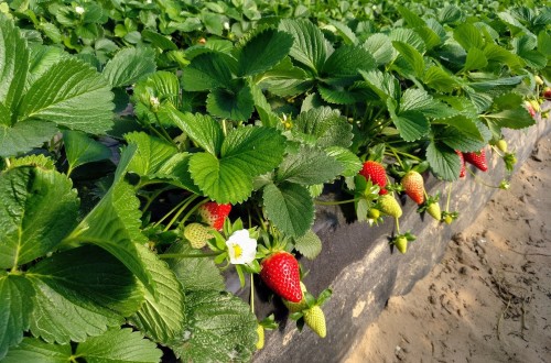 Climatología adversa y falta de agua provocan una caída del 30% en la producción de fresa y arándano
