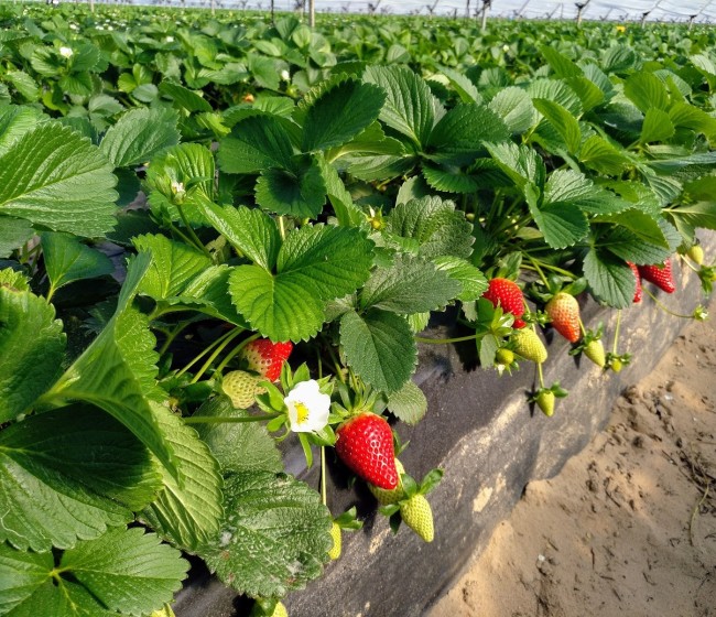 Climatología adversa y falta de agua provocan una caída del 30% en la producción de fresa y arándano