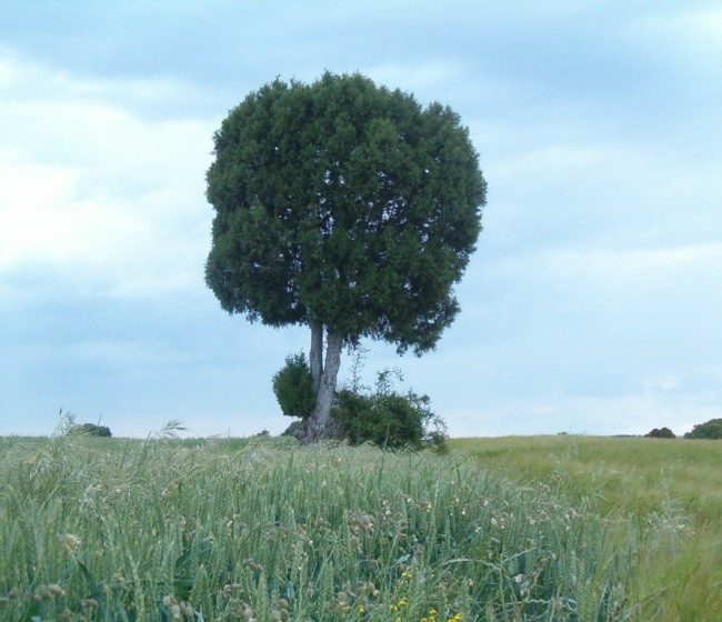 El PE eleva la los objetivos de absorción de los sumideros naturales de carbono hasta 2030