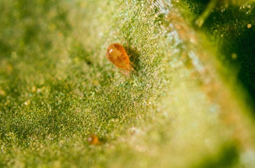Spical Ulti-Mite, la solución de Koppert para el control biológico de araña roja en cítricos