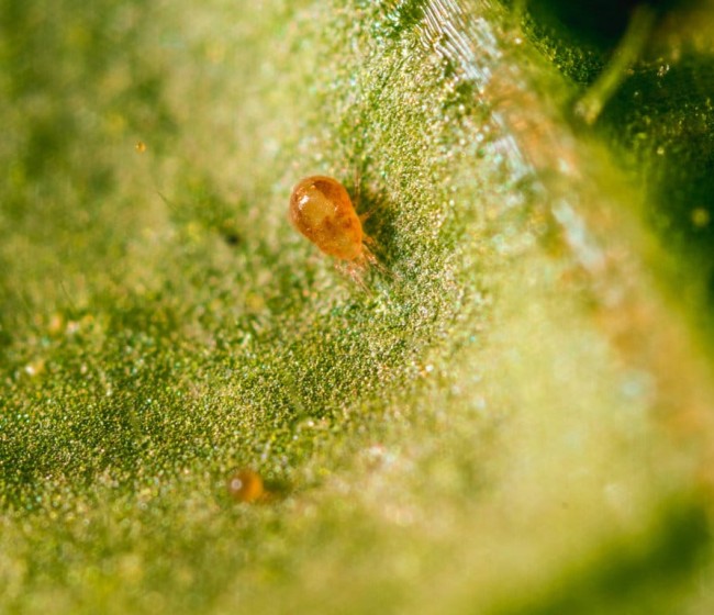 Spical Ulti-Mite, la solución de Koppert para el control biológico de araña roja en cítricos