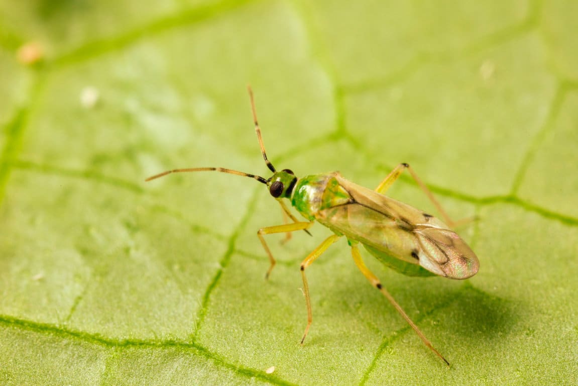 Entofood, la alimentación extra de Koppert para Nesidiocoris tenuis