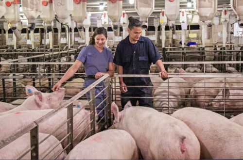 Topigs Norsvin obtiene la certificación de Bienestar Animal