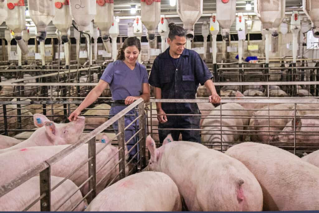 Topigs Norsvin obtiene la certificación de Bienestar Animal