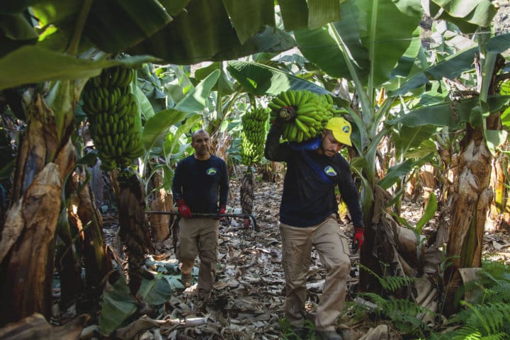 La OCDE publica las normas internacionales de calidad comercial del plátano y la banana