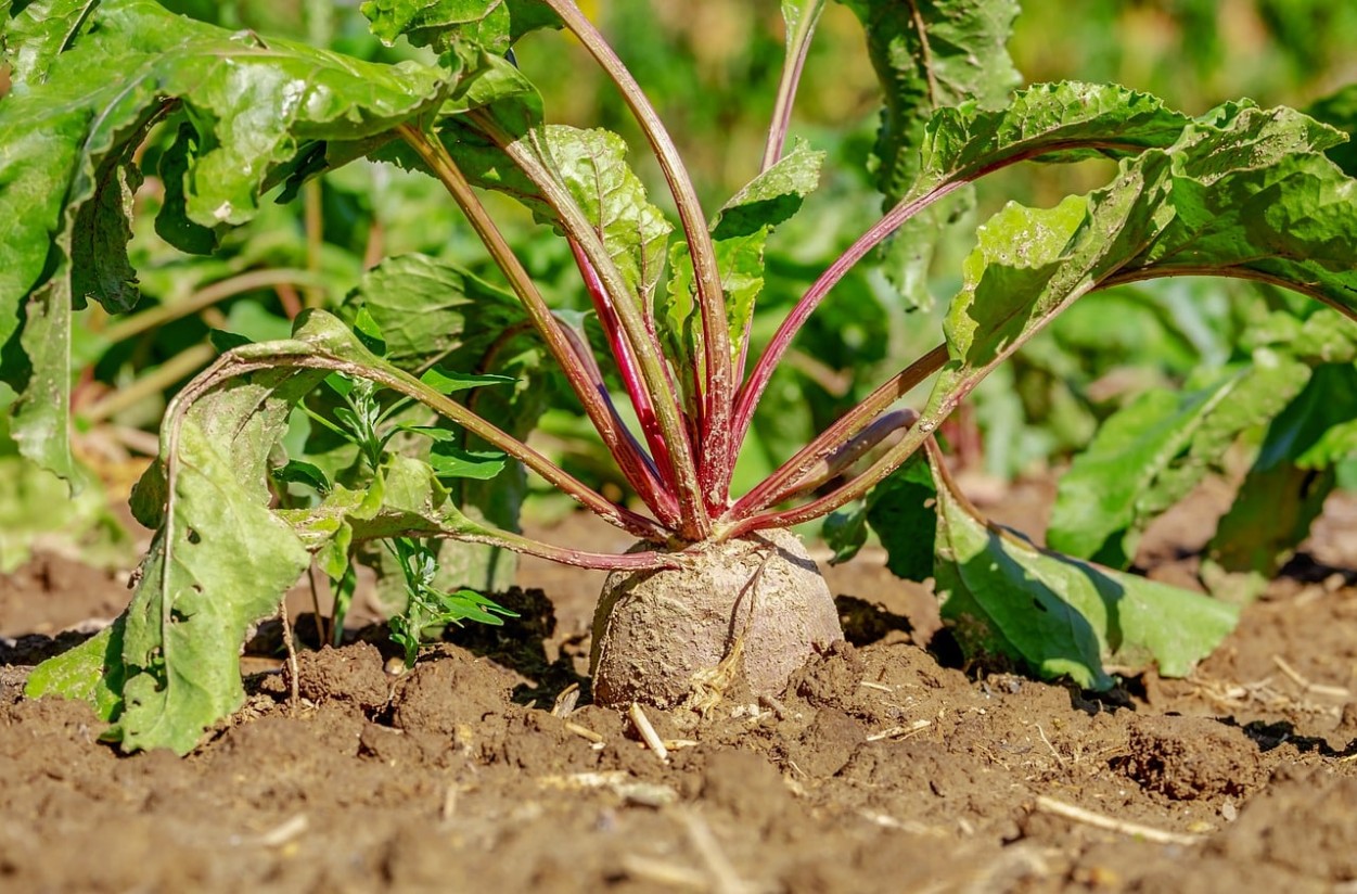 UPA deplora que no puedan tratar las semillas de remolacha con insecticidas neonicotinoides