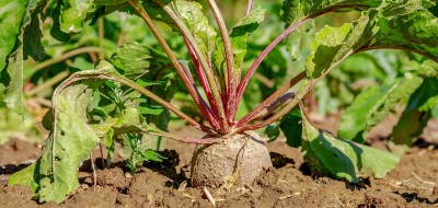 UPA deplora que no puedan tratar las semillas de remolacha con insecticidas neonicotinoides