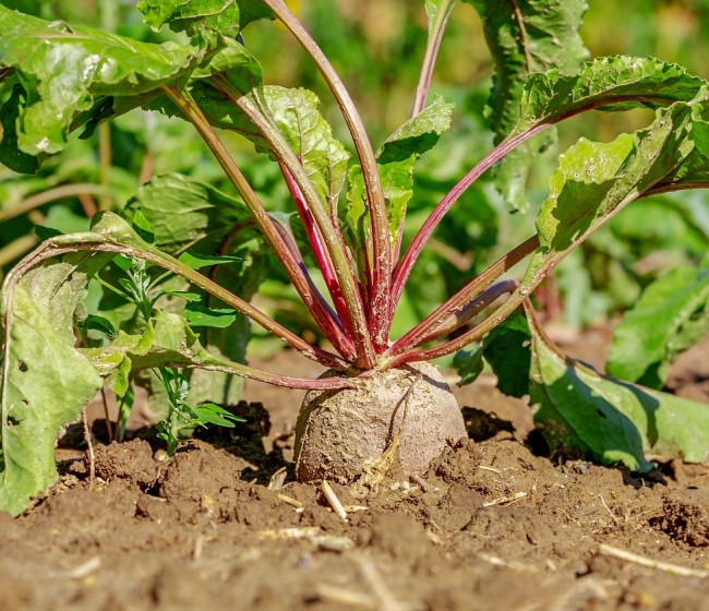 UPA deplora que no puedan tratar las semillas de remolacha con insecticidas neonicotinoides