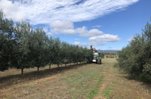 Evolución de diferentes modelos productivos de olivar en los primeros años tras la plantación