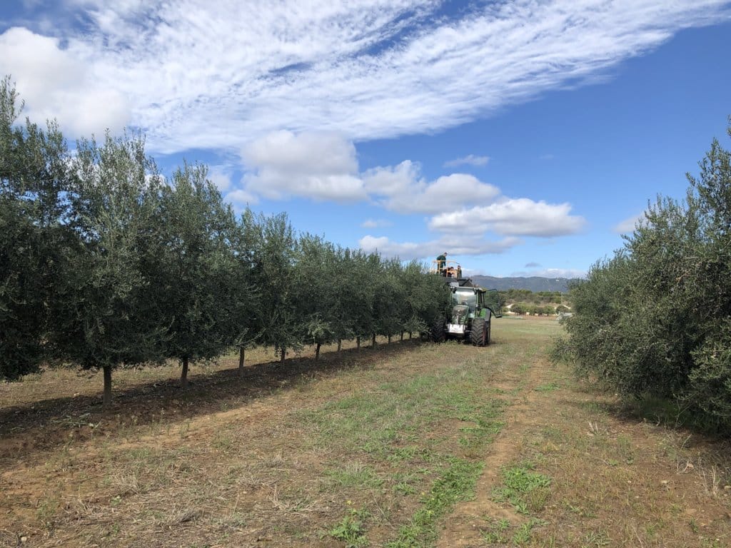 Evolución de diferentes modelos productivos de olivar en los primeros años tras la plantación