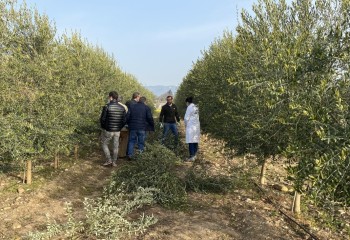 Análisis de la productividad de diferentes modelos de plantación en olivar