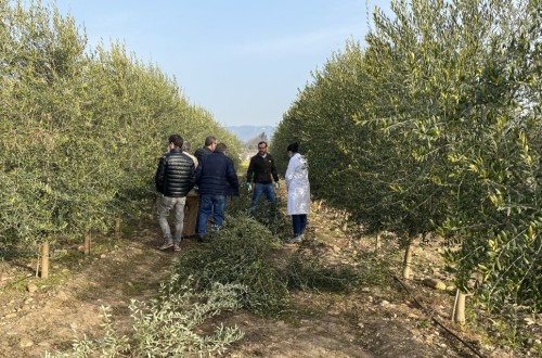 Análisis de la productividad de diferentes modelos de plantación en olivar