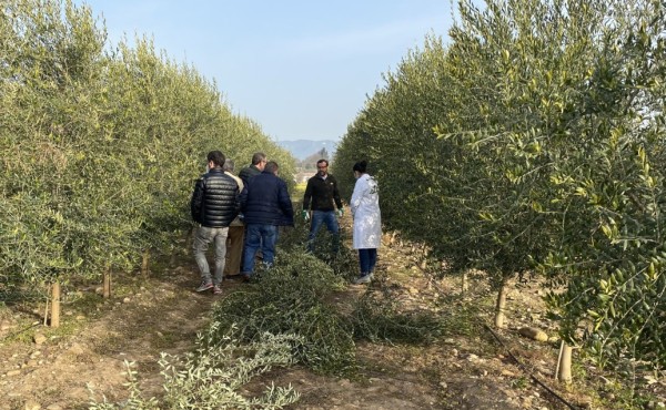 Análisis de la productividad de diferentes modelos de plantación en olivar