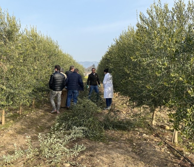 Análisis de la productividad de diferentes modelos de plantación en olivar