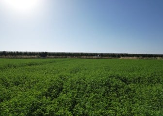 Directrices para el riego y la fertilización de la alfalfa en el valle del Ebro