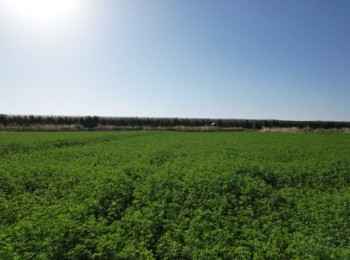 Directrices para el riego y la fertilización de la alfalfa en el valle del Ebro